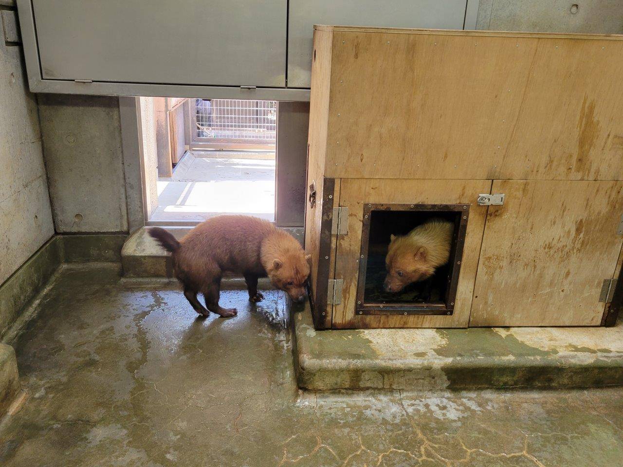 箱内に逃げたパパマルとその近くにいるカノン