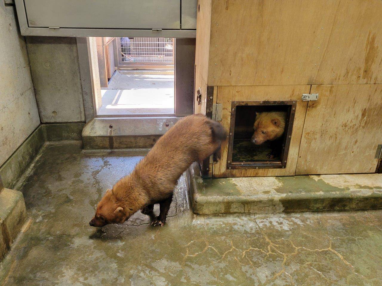 中にパパマルがいる箱にマーキングをするカノン