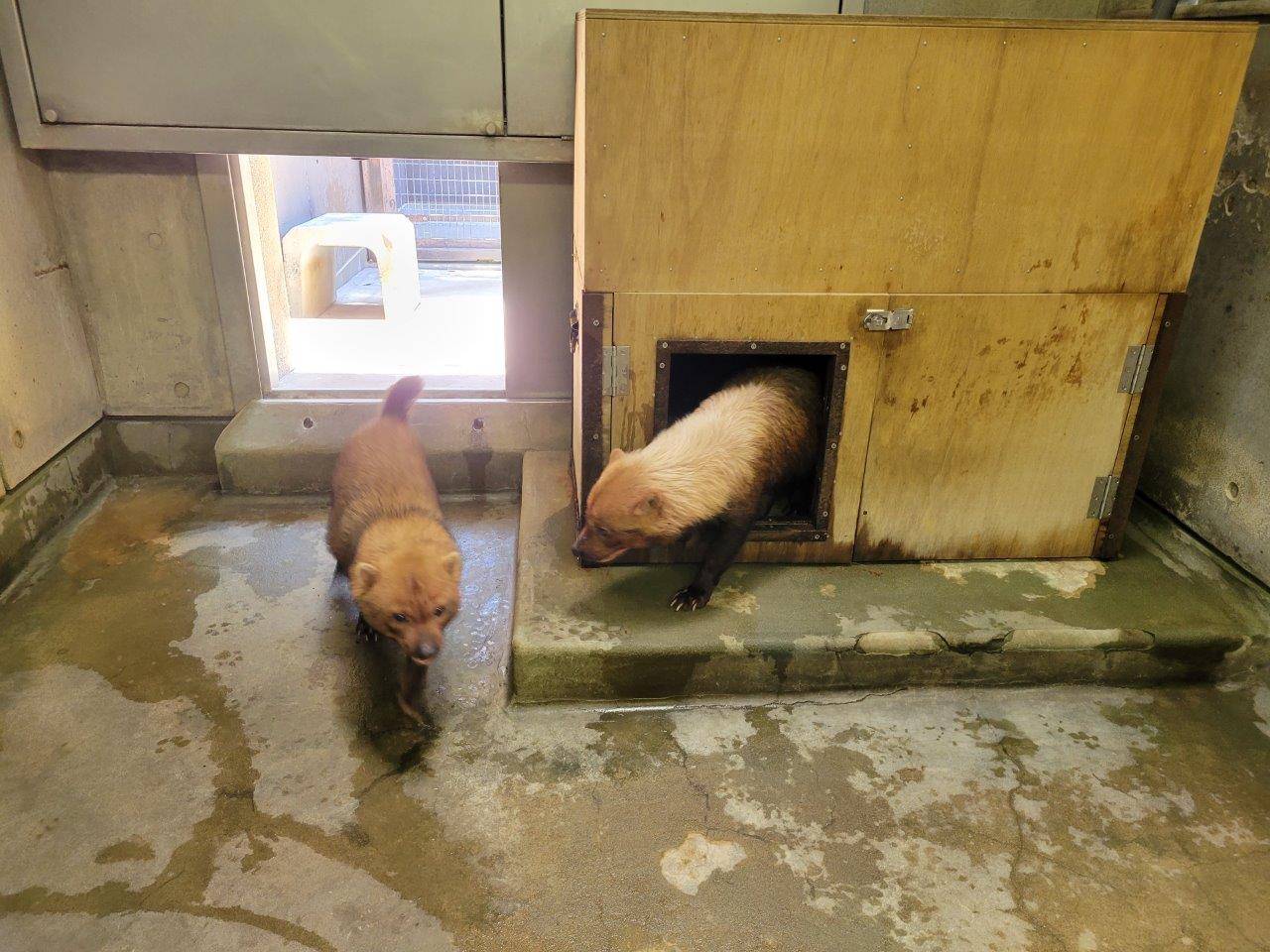 寝室内でのパパマルとカノン寝室②