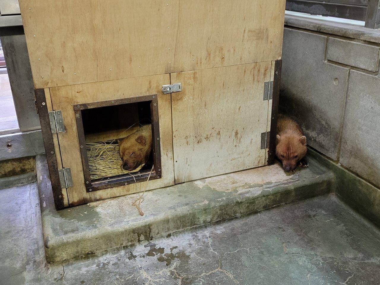 近くで休むパパマルとカノン②