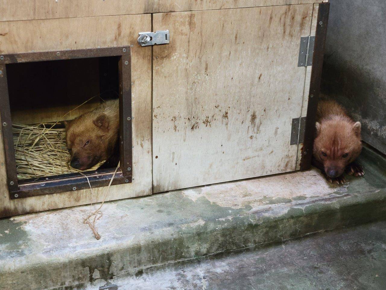 近くで休むパパマルとカノン③