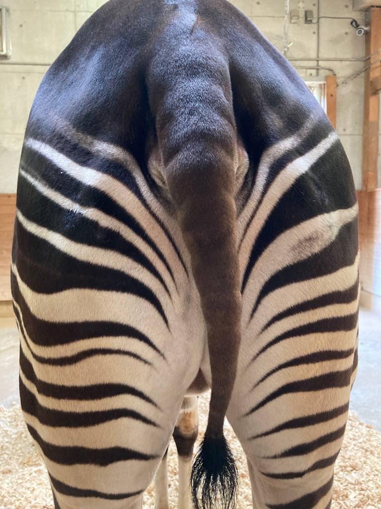 シマウマと見せかけて、オカピのホダーリ（オス）のおしり.jpg