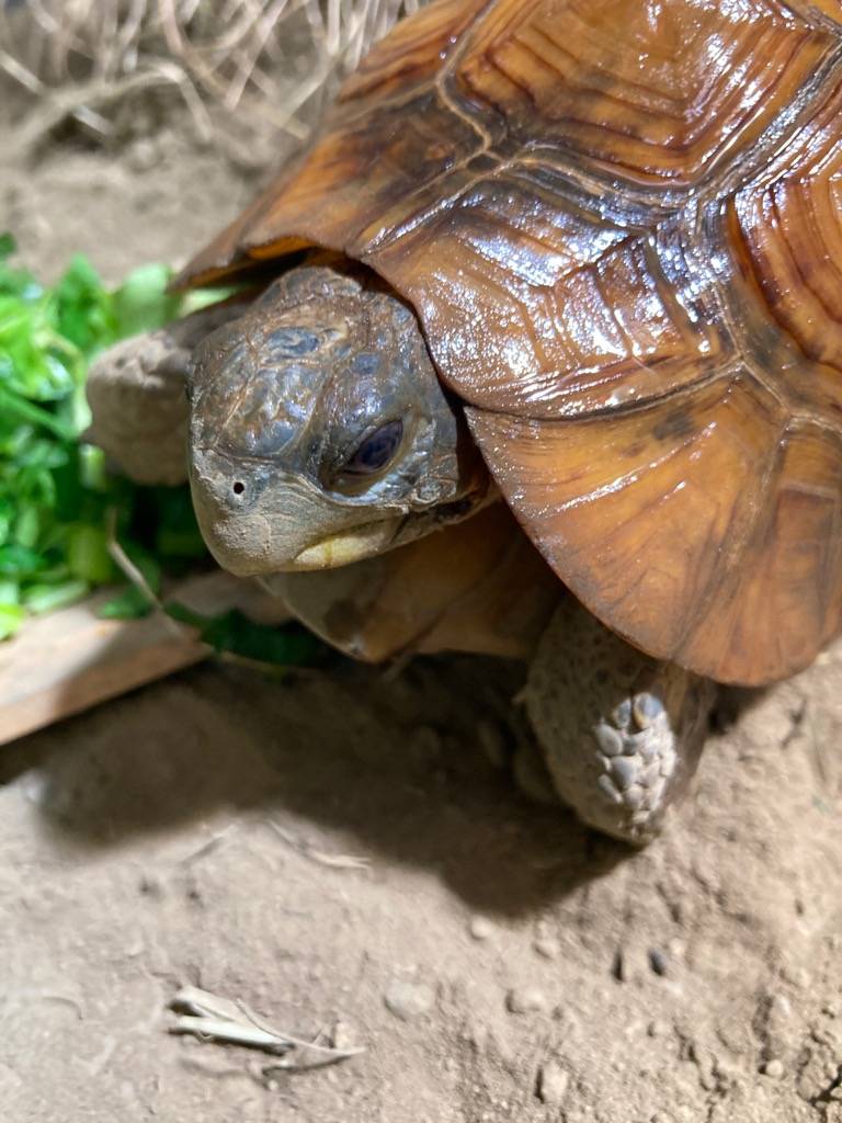 じっとみつめるベルセオレガメのベル（オス）.jpg