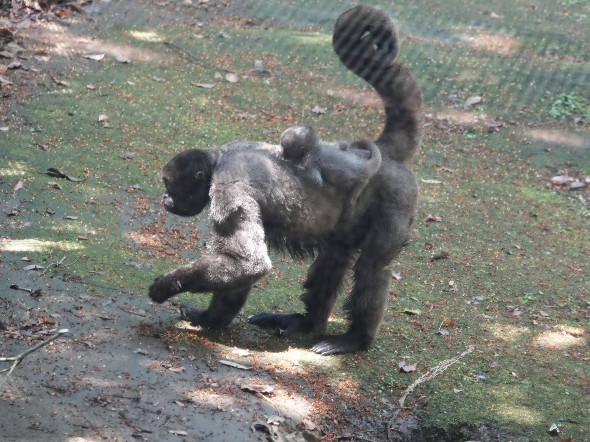 飼育日誌ウーリーモンキー赤ちゃんの愛称が決定しました！②