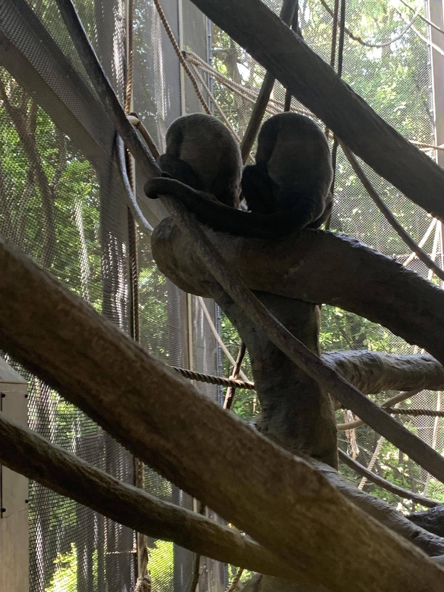 飼育日誌ウーリーモンキー赤ちゃんの愛称が決定しました！③