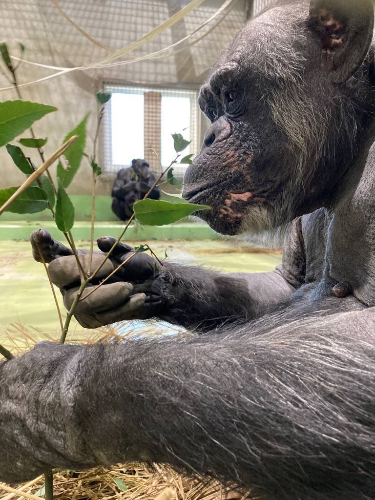 葉っぱを食べるチンパンジーのタマエ(メス).jpg
