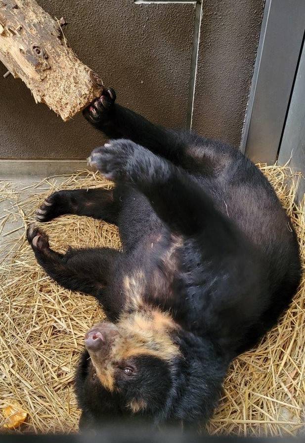 寝転んだ姿勢で丸太を後肢で押す美雨①