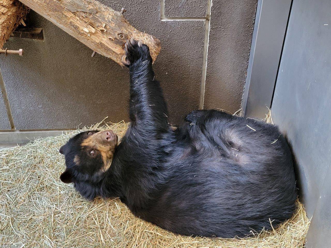 寝転びながら丸太に手をかける美雨②