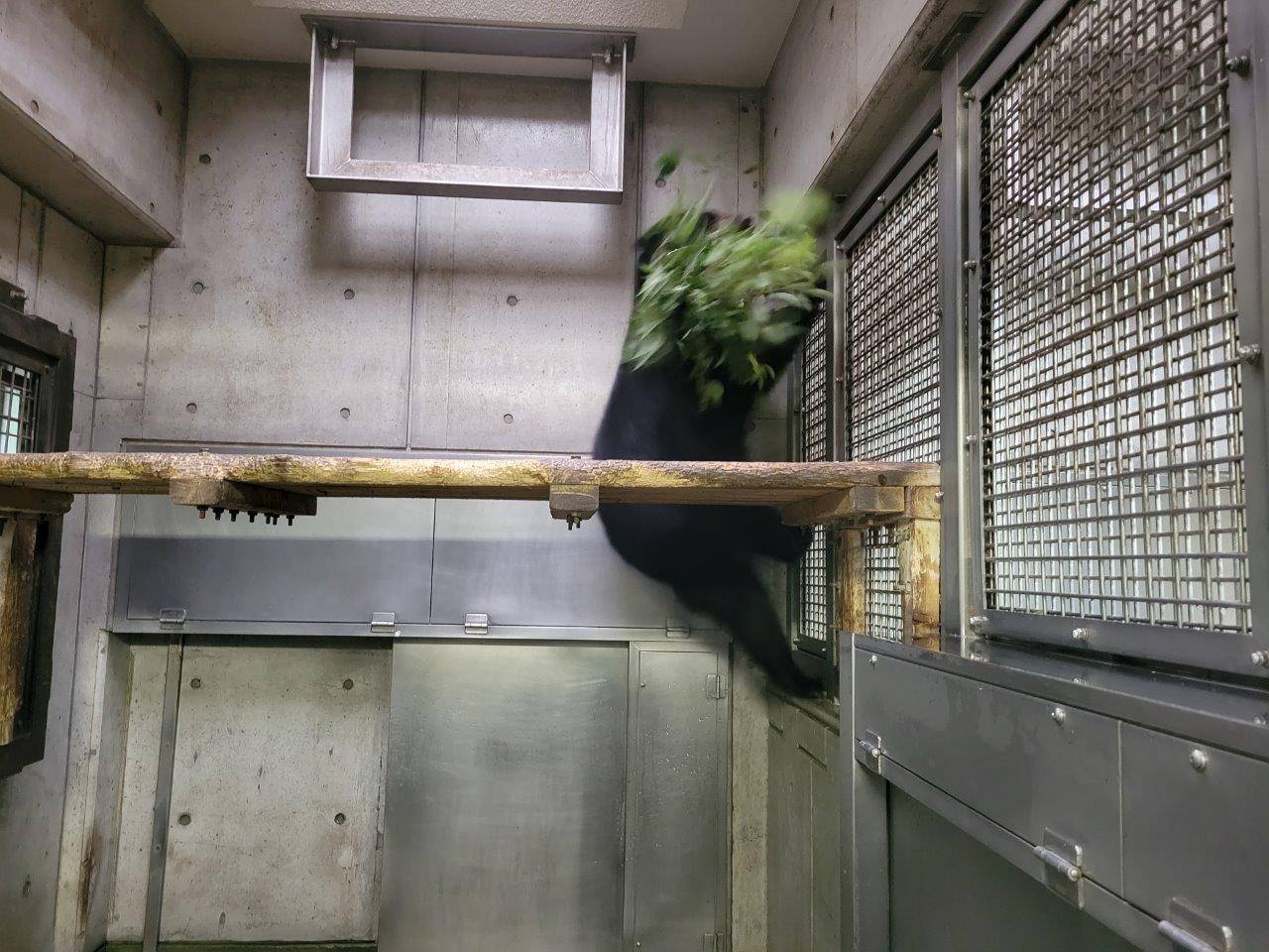 カシの枝を咥えて寝台に登る美雪