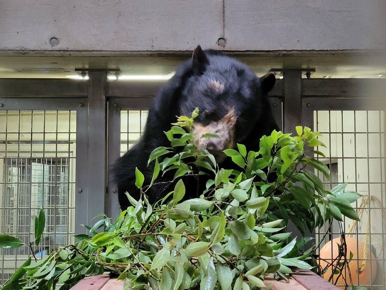 寝台上でカシの葉を食べる美雨②