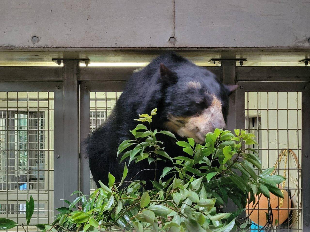寝台上でカシの葉を食べる美雨③