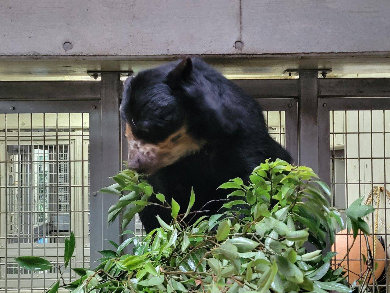 寝台上でカシの葉を食べる美雨④