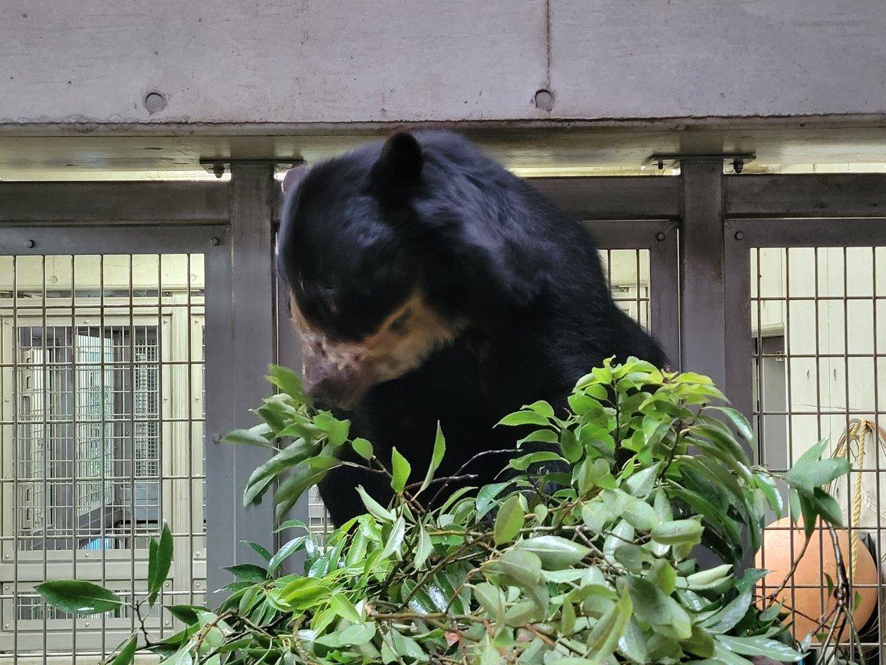 寝台上でカシの葉を食べる美雨⑤