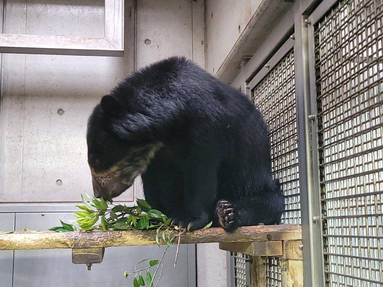 寝台上でカシの葉を食べる美雪