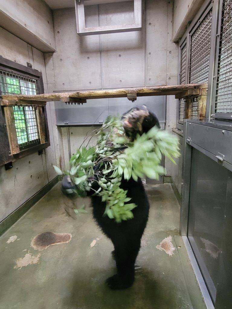 カシの葉を抱える美雪②