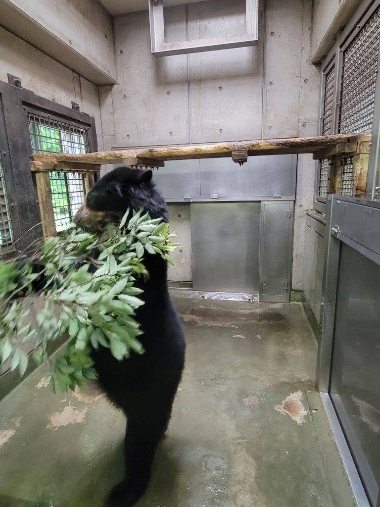 カシの葉を抱える美雪①