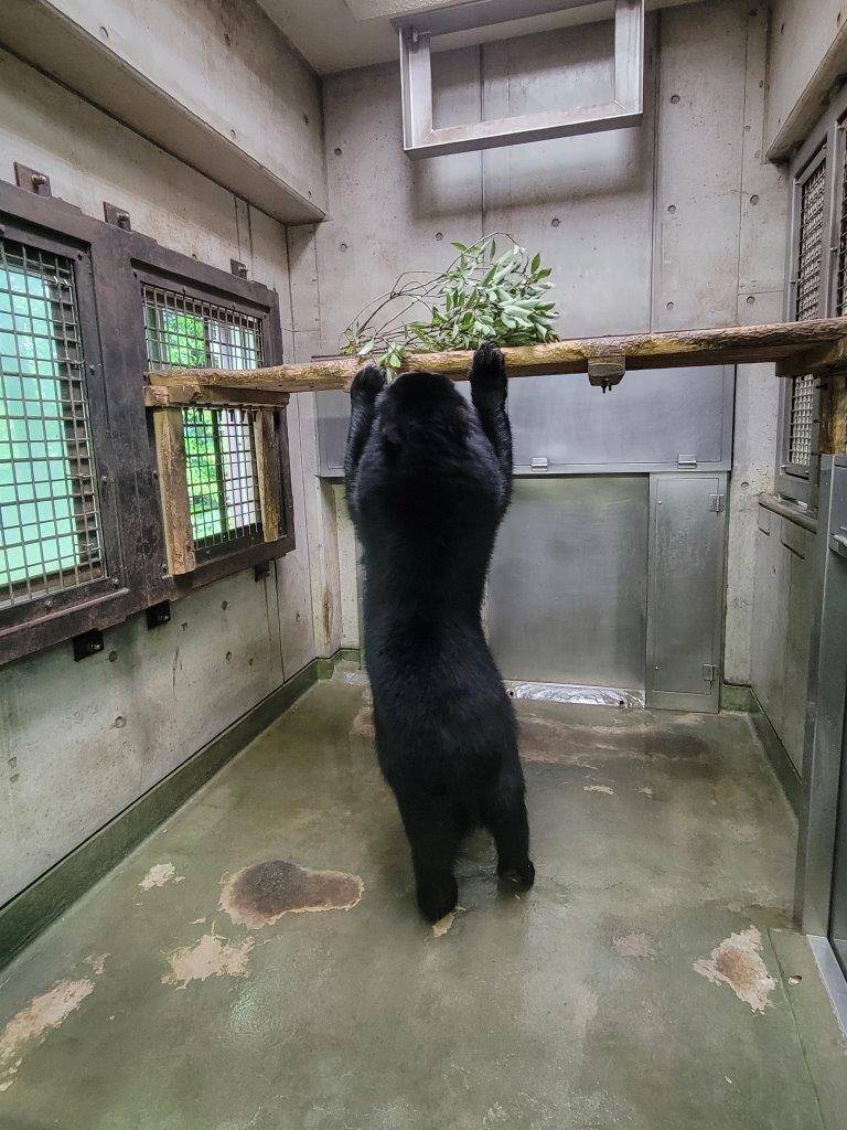 立ち上がって寝台上のカシを気にする美雪①