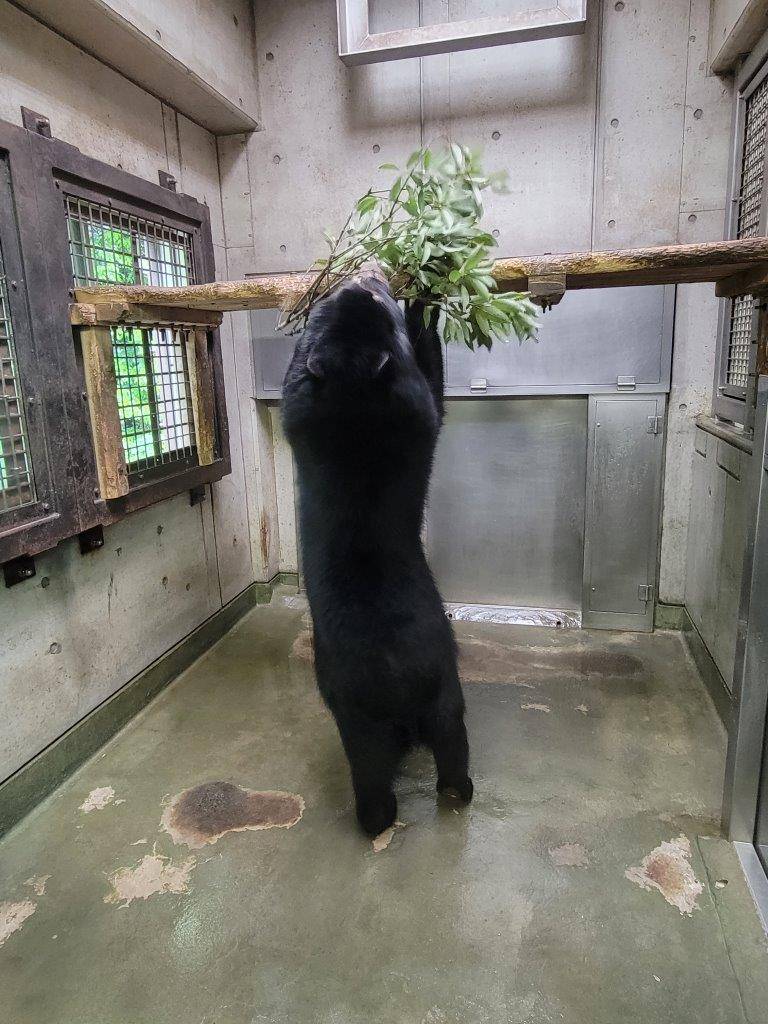 立ち上がって寝台上のカシを気にする美雪②