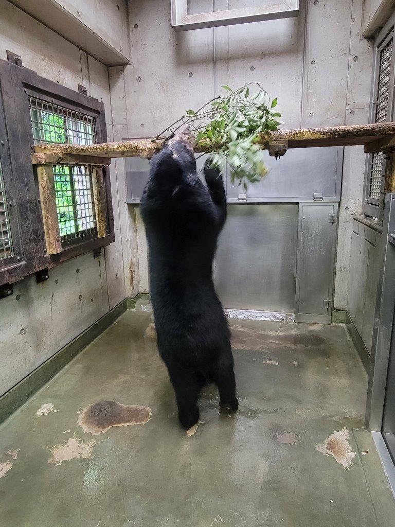 立ち上がって寝台上のカシを気にする美雪③