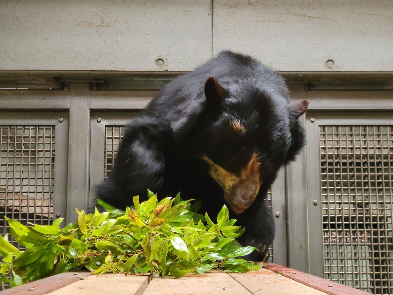 寝台上でカシの葉を食べる美雨⑥