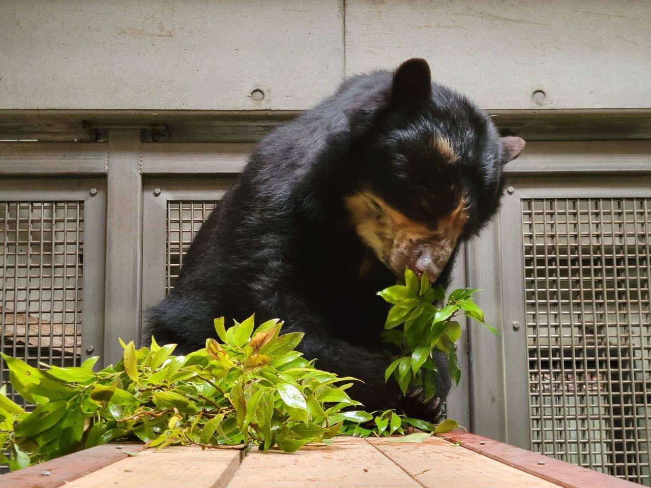 寝台上でカシの葉を食べる美雨⑦