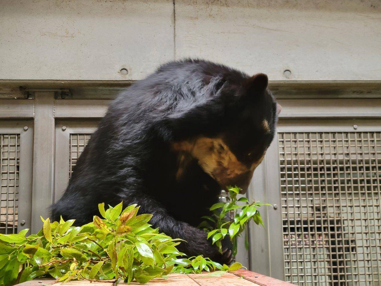 寝台上でカシの葉を食べる美雨⑧