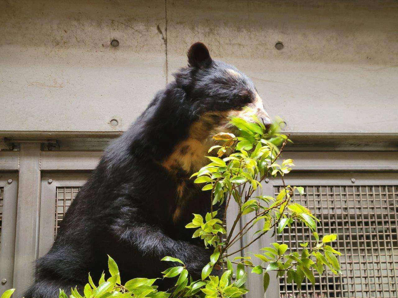 寝台上でカシの葉を食べる美雨⑩