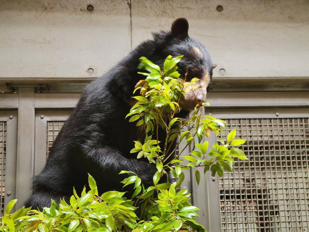 寝台上でカシの葉を食べる美雨⑫