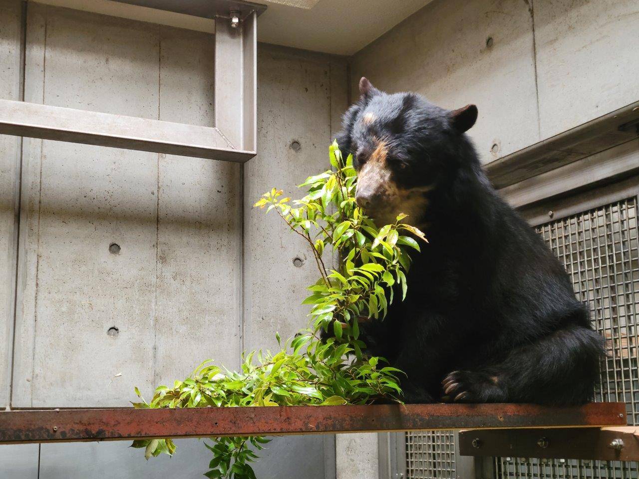 寝台上でカシの葉を食べる美雨⑬
