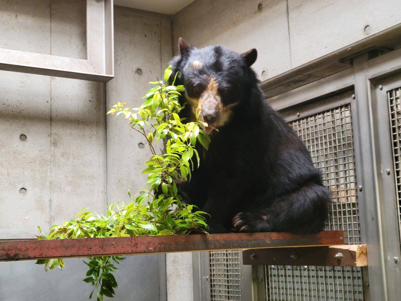 寝台上でカシの葉を食べる美雨⑭