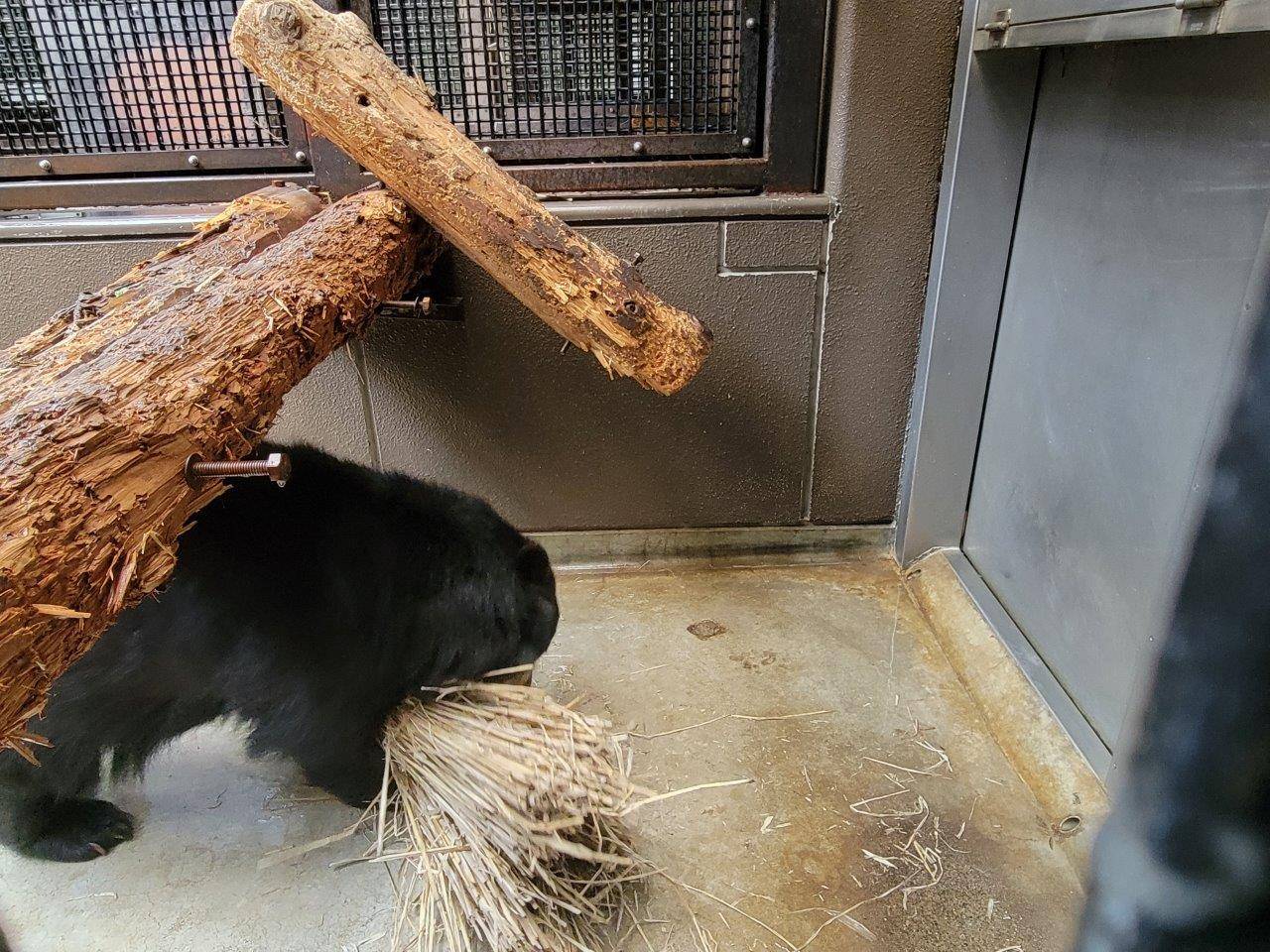 藁を抱えようとする美雨③