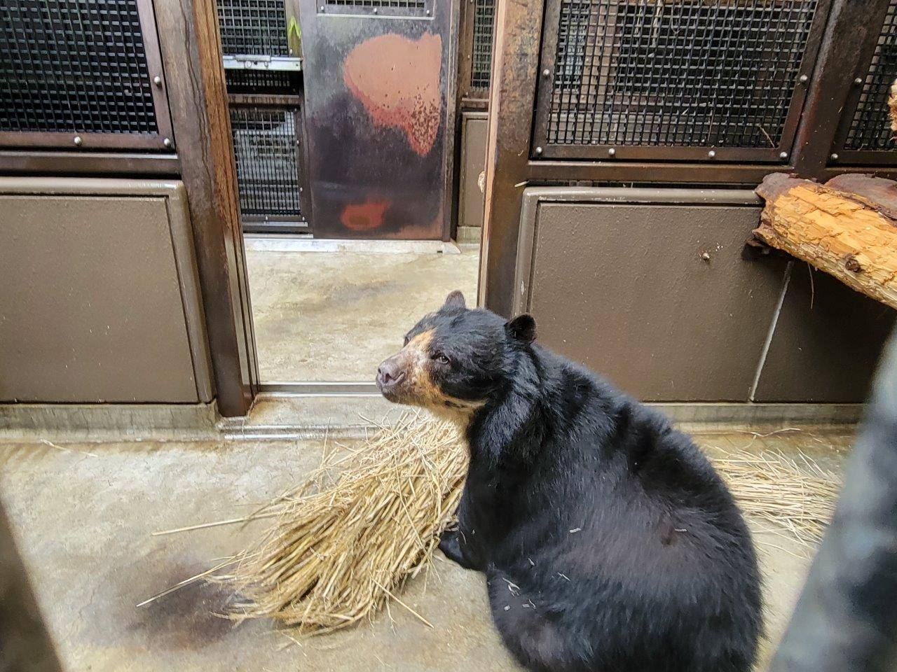 藁を移動中の美雨