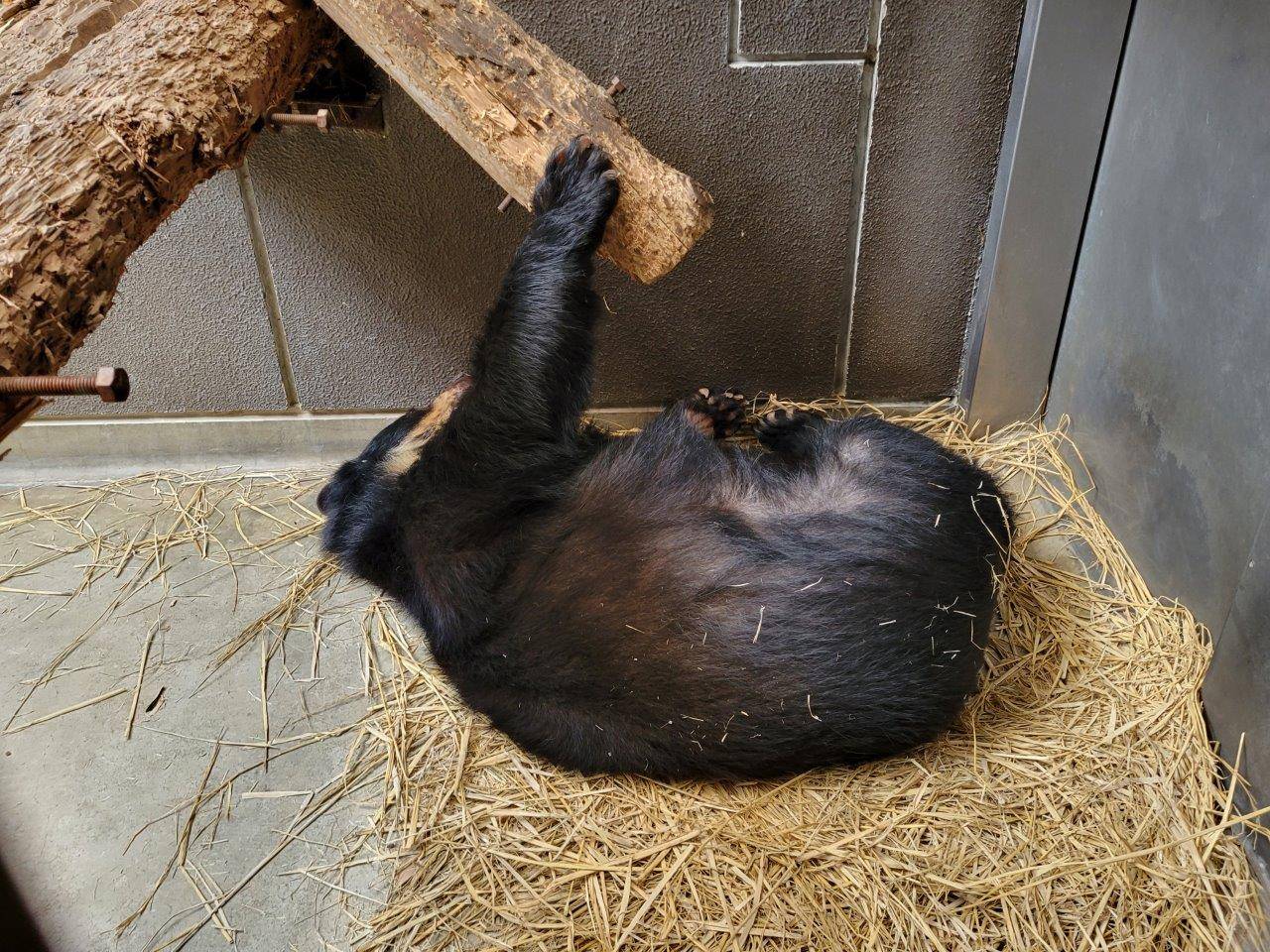 寝転んだ姿勢で丸太に手をかける美雨③