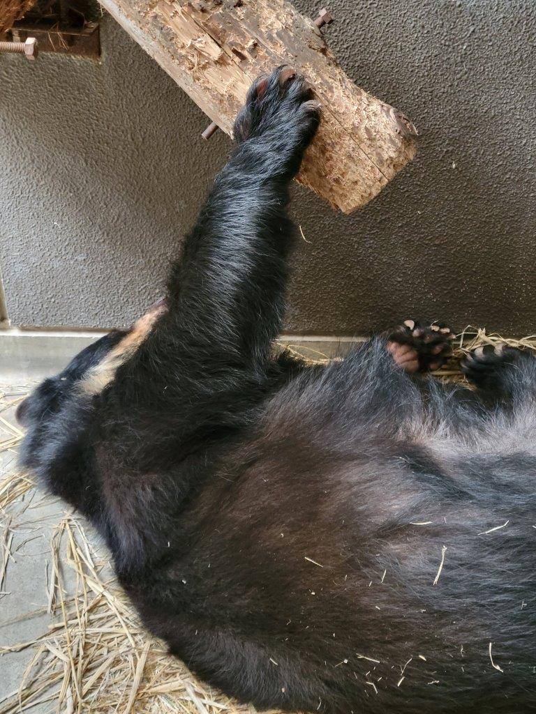 寝転んだ姿勢で丸太に手をかける美雨④