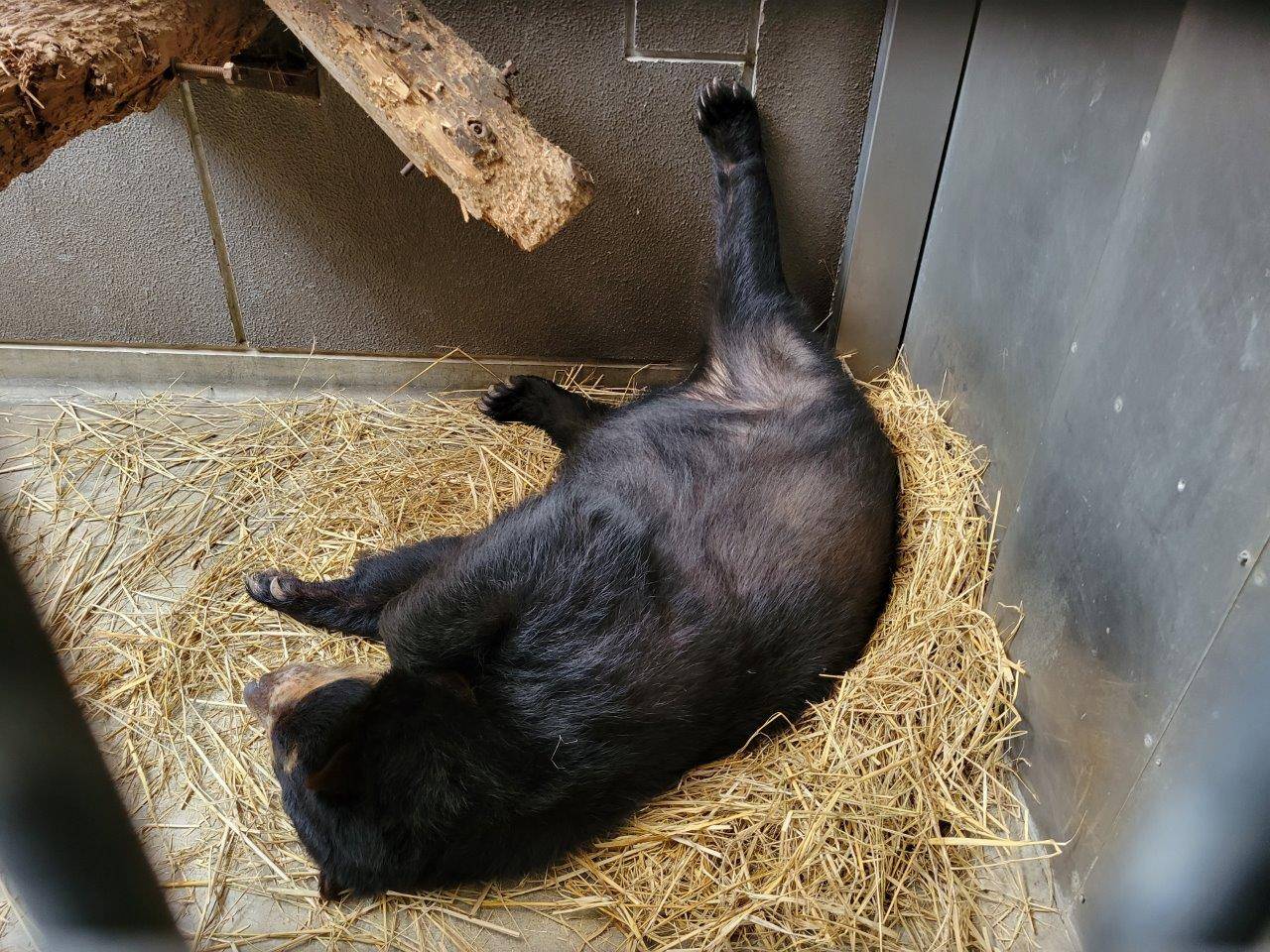 後肢をあげて休む美雨①