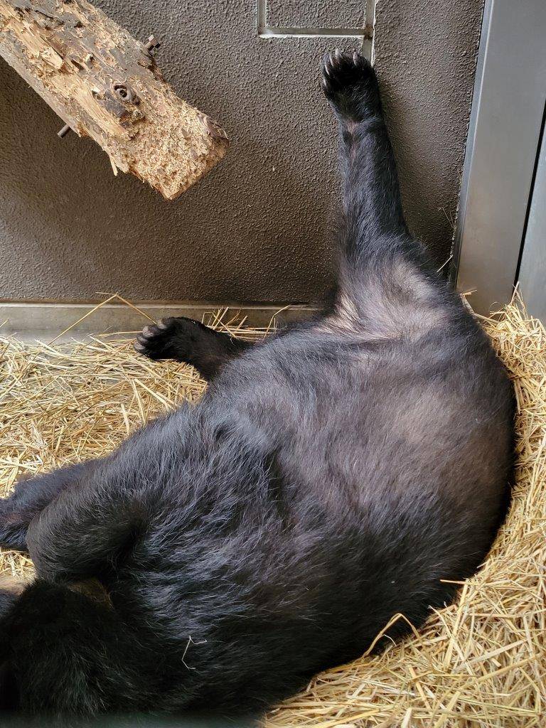 後肢をあげて休む美雨②