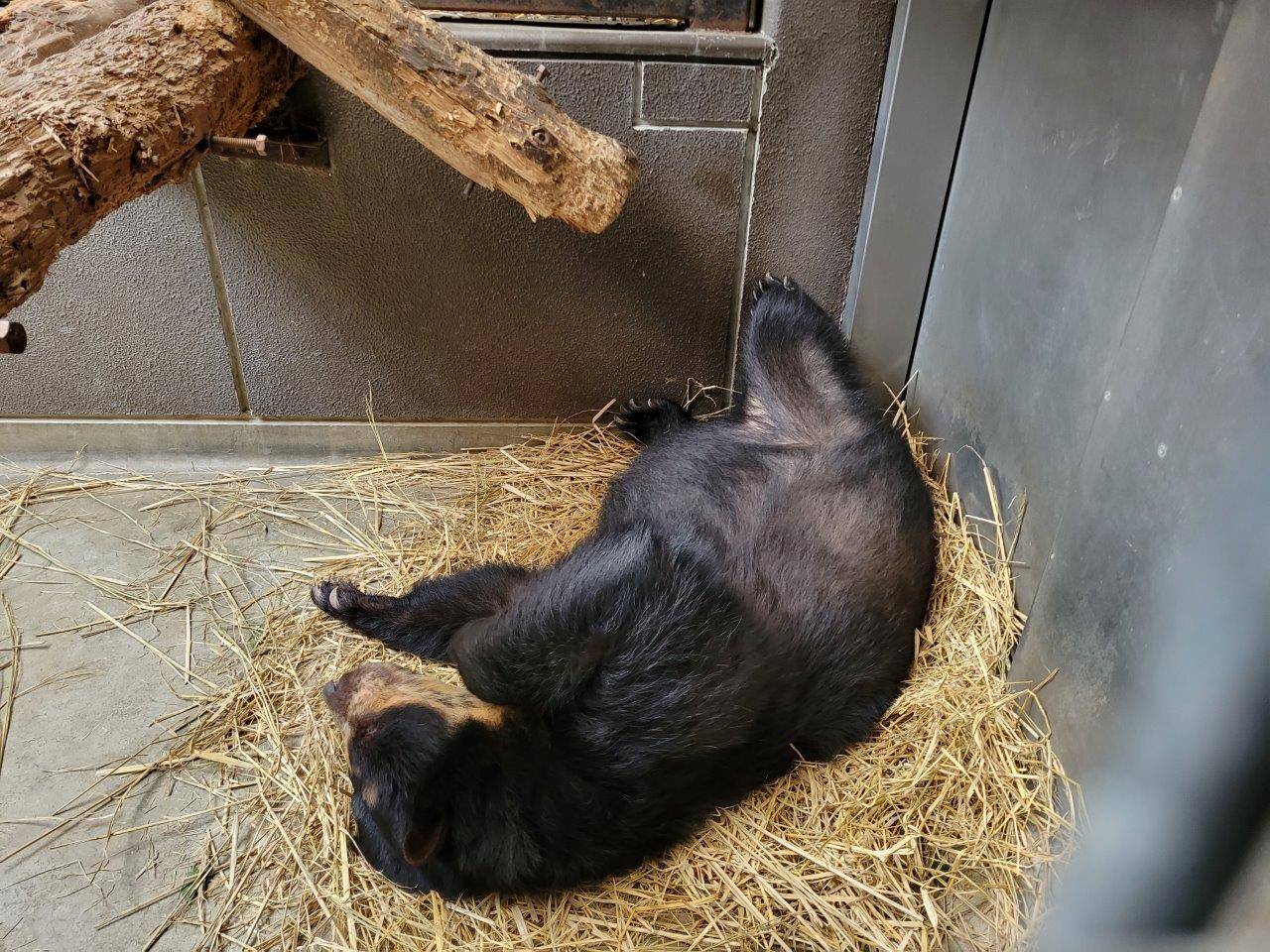 藁上で休む美雨