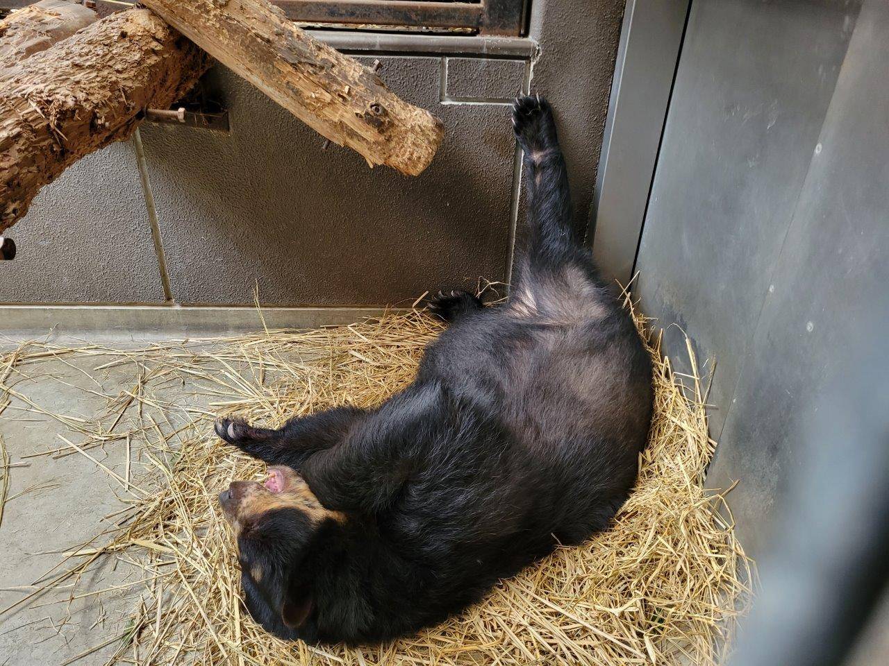 後肢をあげて休む美雨④
