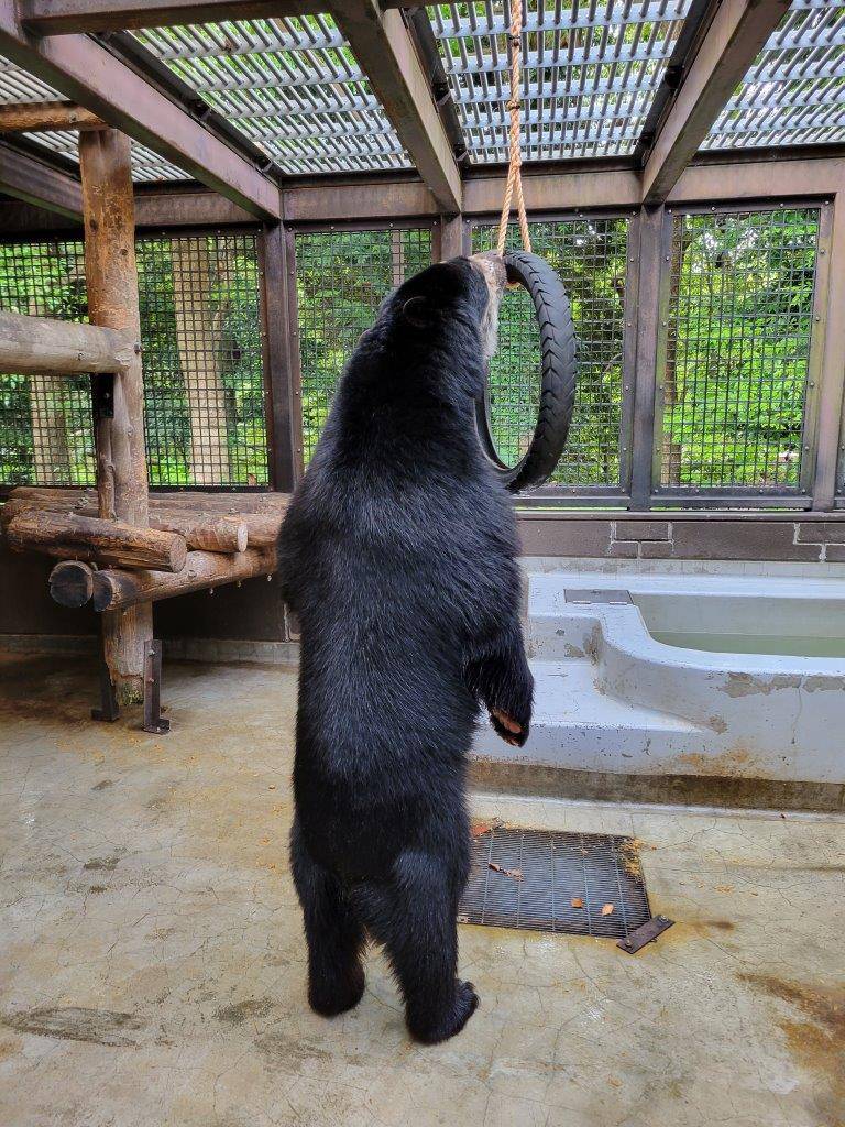 立ち上がってロープを気にする雪雄
