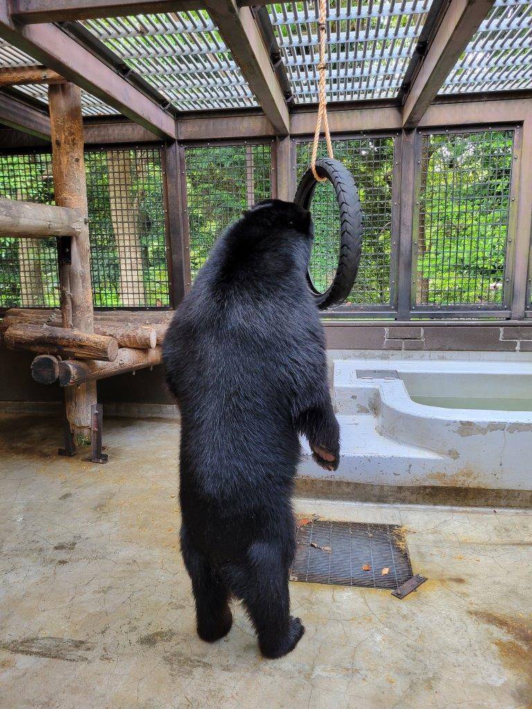 立ち上がってタイヤを気にする雪雄①