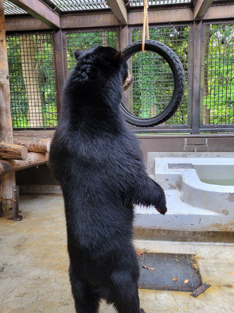 立ち上がってタイヤを気にする雪雄②