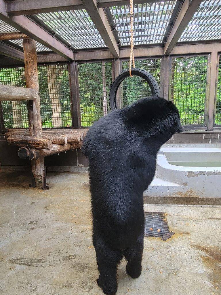 立ち上がってタイヤを気にする雪雄③