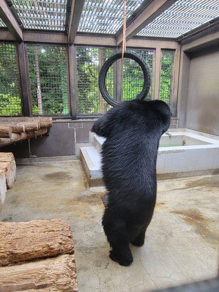 立ち上がってタイヤを気にする雪雄④