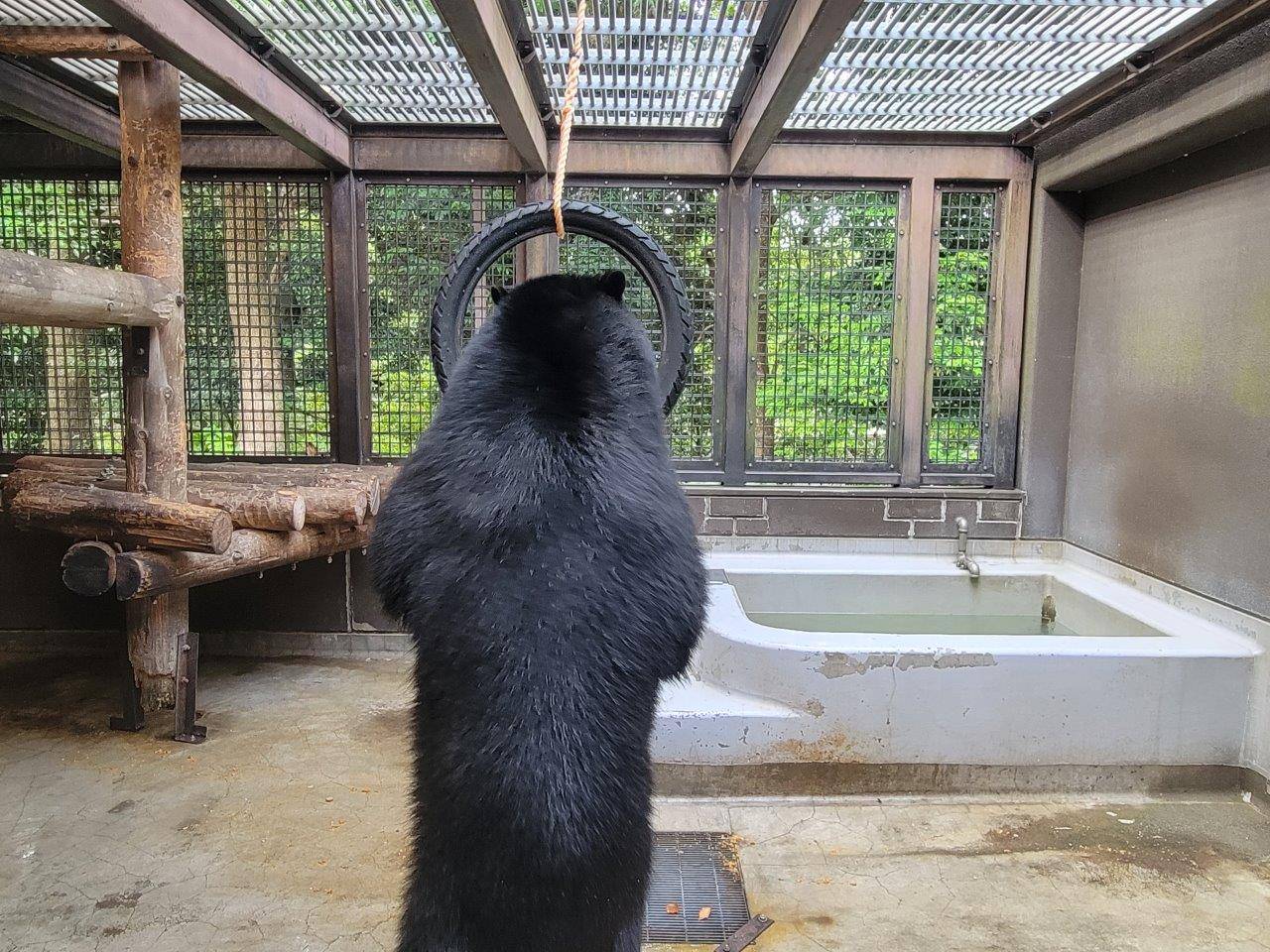 立ち上がってタイヤを気にする雪雄⑤