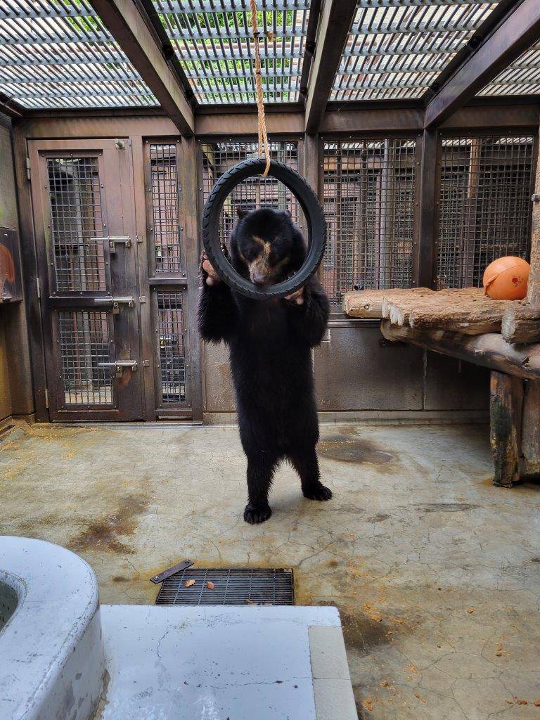 立ち上がってタイヤ内のペレットを食べる雪雄①