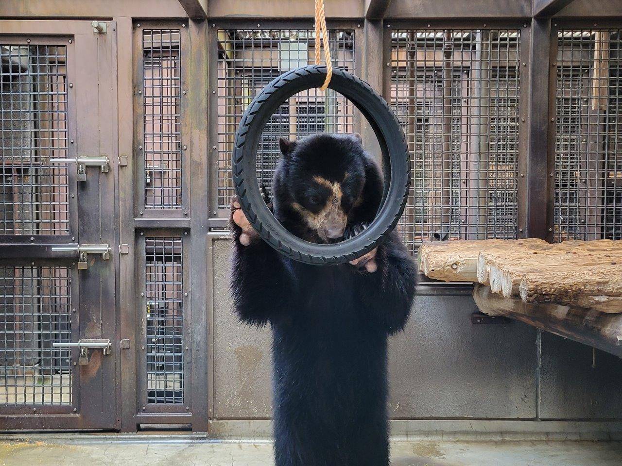 立ち上がってタイヤ内のペレットを食べる雪雄③