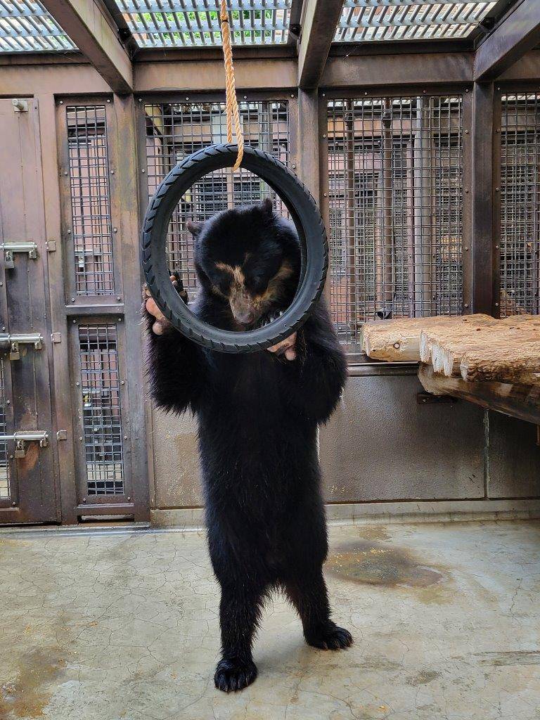 立ち上がってタイヤ内のペレットを食べる雪雄④