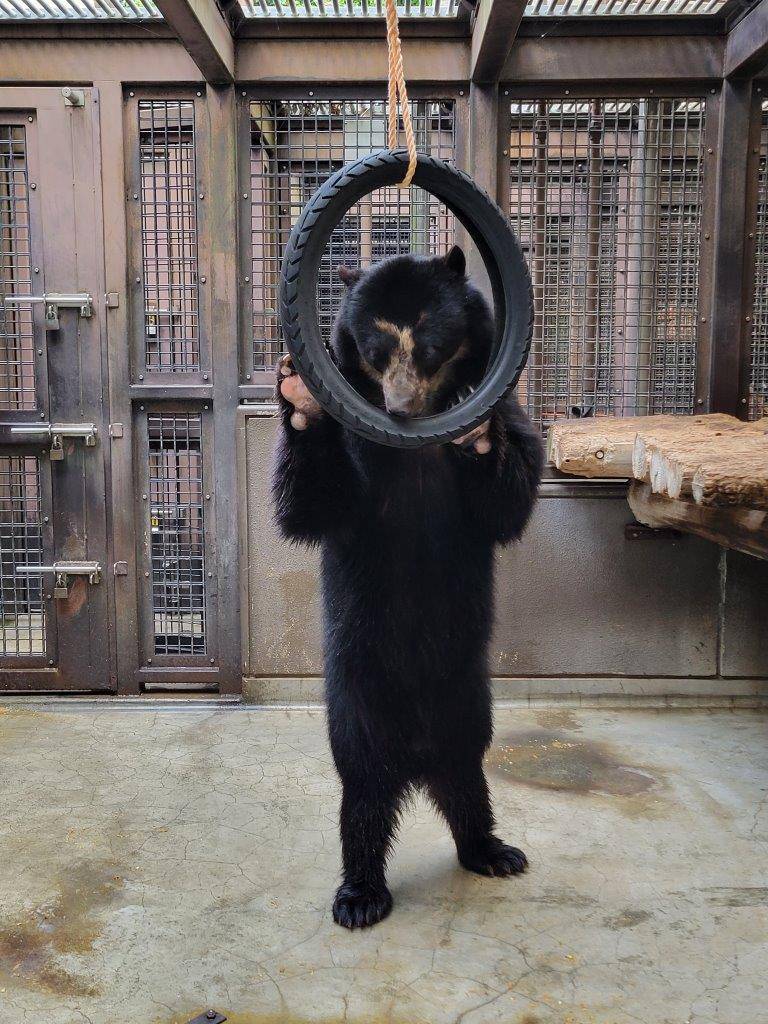 立ち上がってタイヤ内のペレットを食べる雪雄⑤