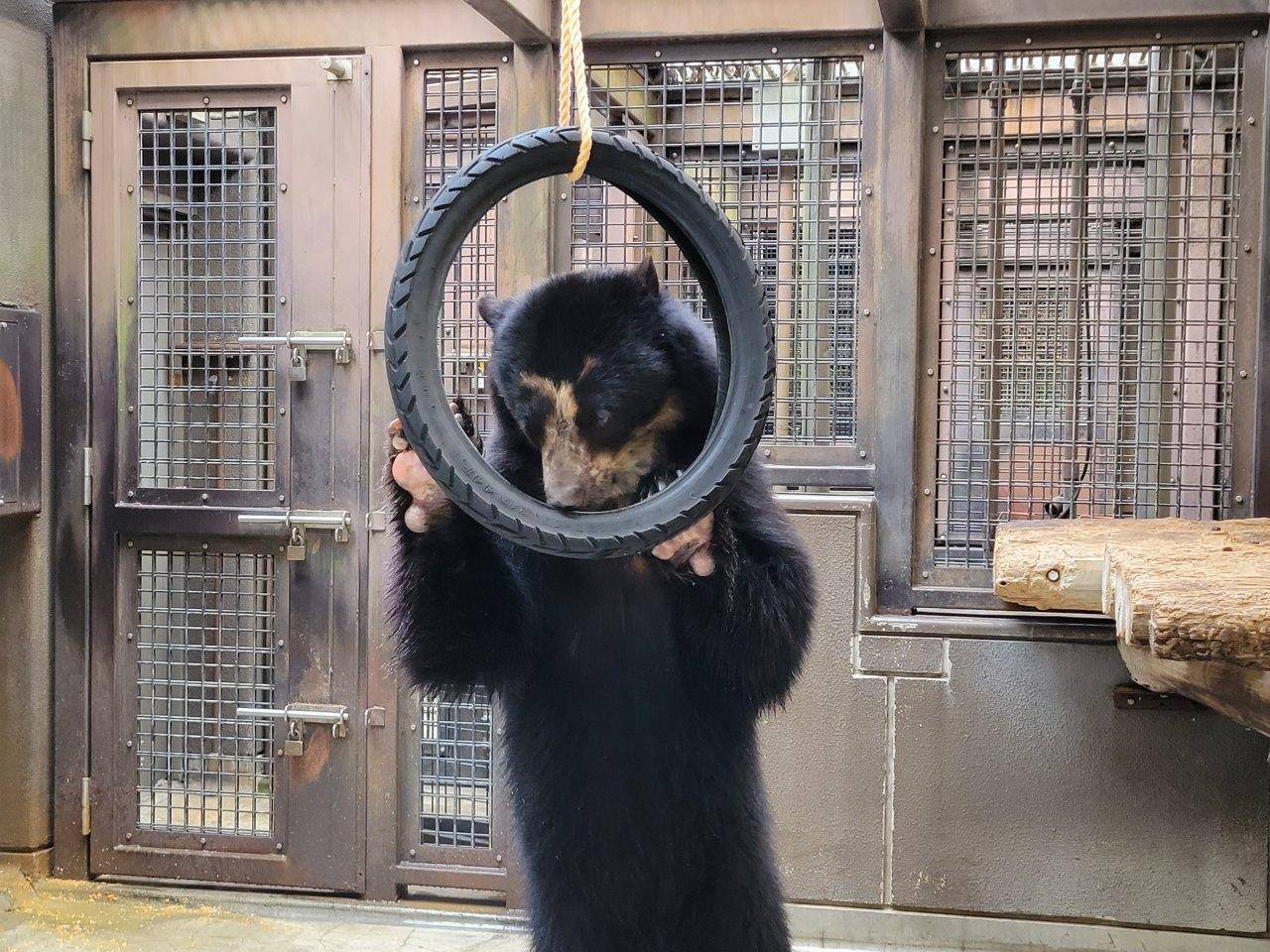 立ち上がってタイヤ内のペレットを食べる雪雄⑥