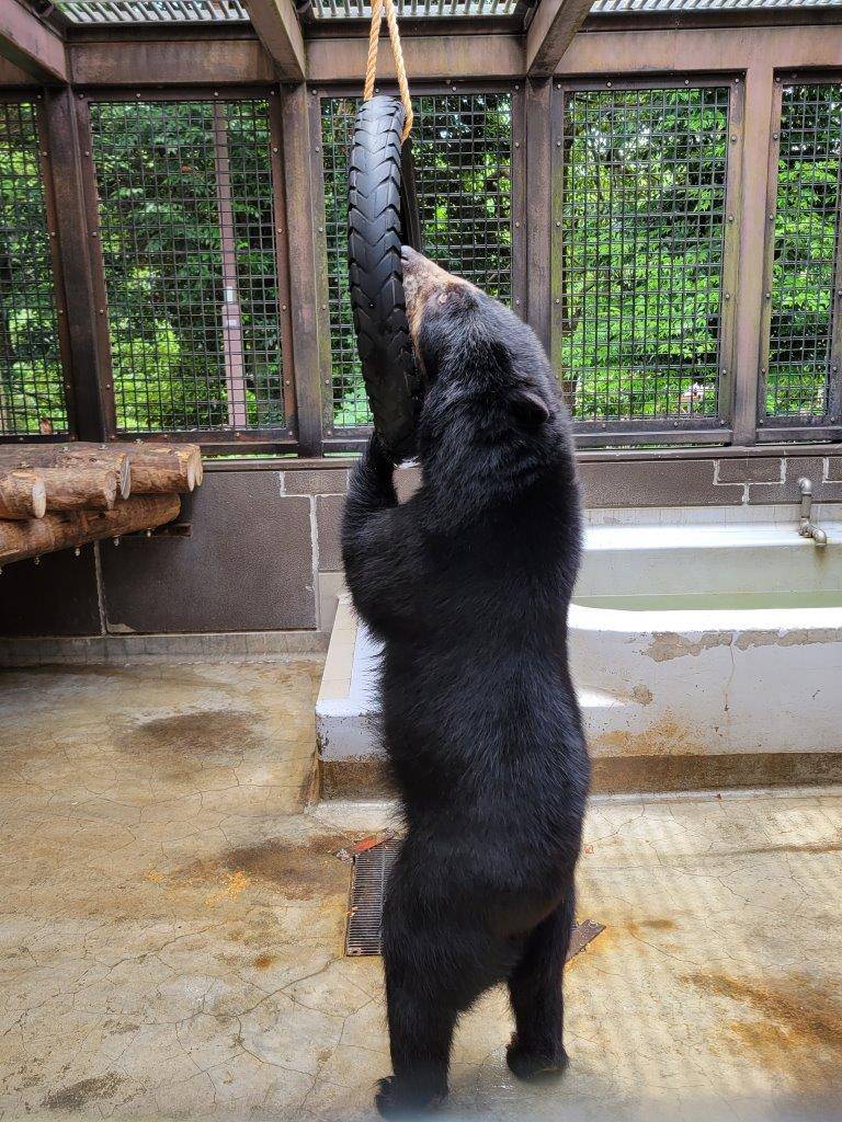 立ち上がってタイヤを気にする美雪②